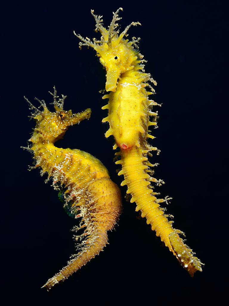 Underwater Photographer of the Year 2018. COMMENDED Category 4. Behaviour Credit name: Adriano Morettin/UPY 2018 Nationality: Italy Image caption: Hyppocampus guttulatus coupling dance Country taken: Croatia Location: Gulf of Rijeka, northern Adriatic Sea This photo is part of a series of seven consecutive images that I took of an exceptional and very difficult scene to be seen concerning the coupling dance between two seahorses of the Hyppocampus guttulatus species. The whole phase of the coupling lasted 15-20 seconds.