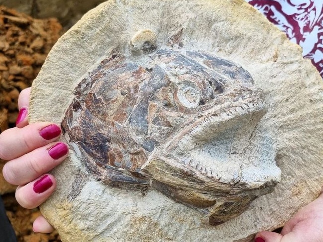 The Pachycormus is thought to be around 183 million years old. Picture: Instagram/Dr Dean Lomax.