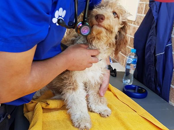 In February, RSPCA NSW rescued 187 dogs and puppies from a commercial breeding operation. Many had never been indoors or walked on a lead. Picture: RSPCA