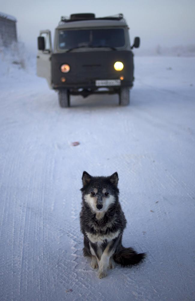 A young East Siberian Laika in Oymyakon Village of Oymyakon, which is considered to be the coldest permanently inhabited settlement in the world. Picture: Amos Chapple/REX/Shutterstock/Australscope