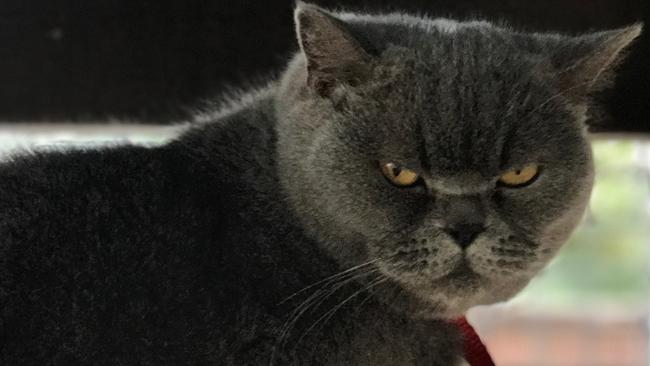 Will Lady Di win the ‘grumpiest cat’ crown? Picture: Supplied