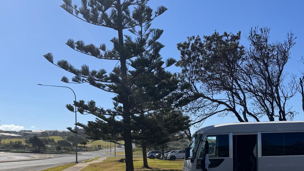 Norfolk Island pines on Coast Rd at Sharpes Beach, Ballina NSW saved ...