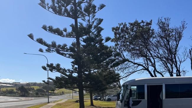 Ballina Shire Council has decided not to slash the pines. Picture: Facebook/Rod Bruem