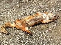 The Department of Primary Industries, Parks, Water and Environment (DPIPWE) is investigating all the circumstances surrounding a fox carcass that was reported to the Department by a member of the public on Sunday.