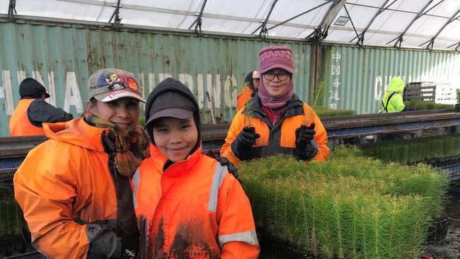 Nene Mibus, Ehklei Ehklei and Trinidad Pasilan from Gildera Forestry Services are among a team of staff at OneFortyOne’s Glencoe Nursery managing the delivery of seedlings. Picture: Green Triangle Forest Industries