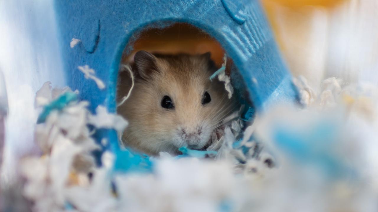 New research suggests imported hamsters started a Covid outbreak in Hong Kong. Picture: Louise Delmotte/Getty Images