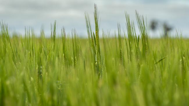 Tough times: China has dealt a heavy blow to Australian barley exports with its 80.5 per cent tariffs. Picture: Zoe Phillips