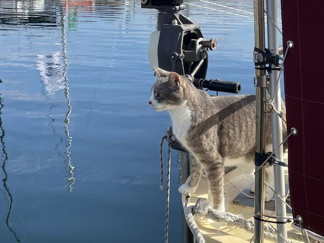 Ten-year-old cat Oli reaches the finish line of the Sydney to Hobart with the crew of Sylph VI. Picture: Genevieve Holding