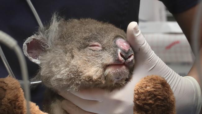 An innocent victim of the Peregian bushfires. Picture: AAP Image/Darren England