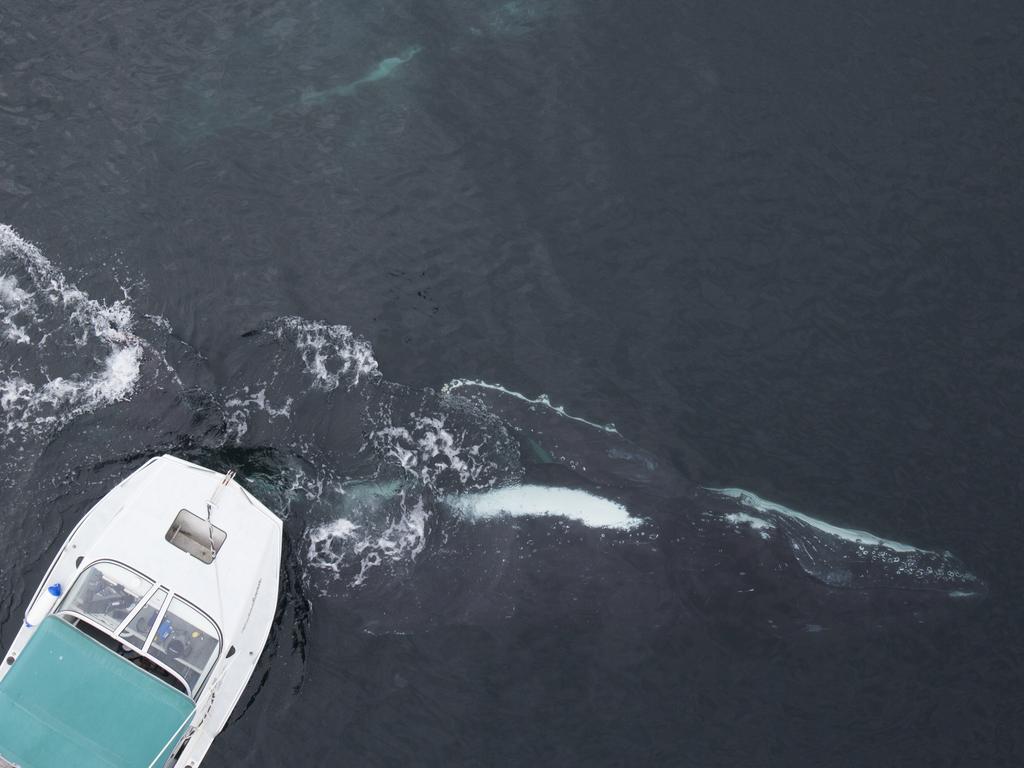 Craig added: “This really was a once-in-a-lifetime opportunity as a lot of the whales that travel past Byron Bay don’t tend to give a lot of interaction as they are half way to Antarctica so they are very hungry and almost home.This was definitely a pinnacle of my experience with whales, to experience the interaction was mind blowing - when they came out of the water, you could actually smell the fish off their breath.” Picture: Craig Parry/Barcroft/Getty<br/>                  <br/>