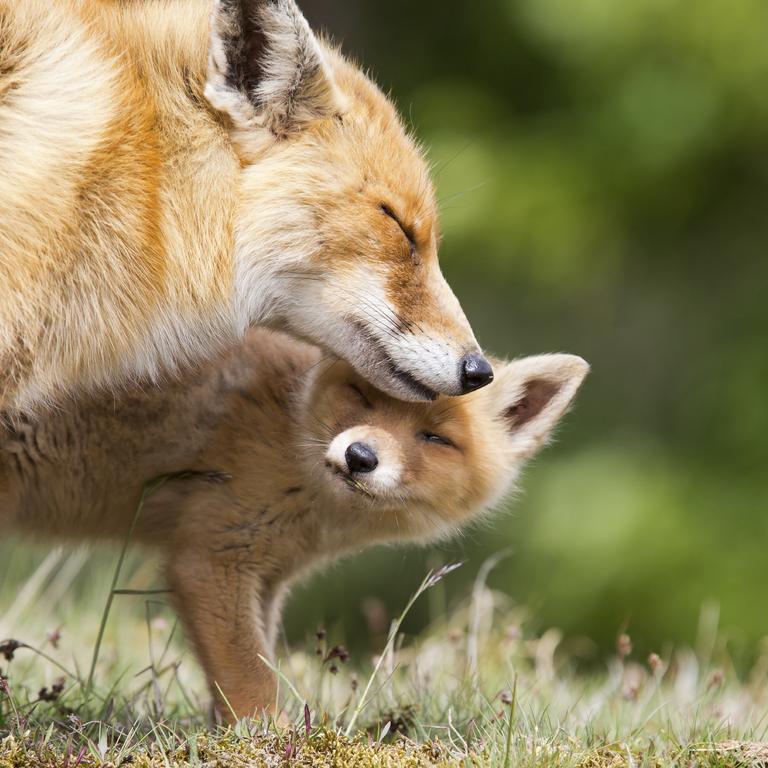 A young red fox cub stays close to mum. Picture: istock