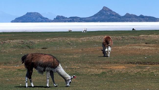 Llamas grazing. Picture: Supplied.