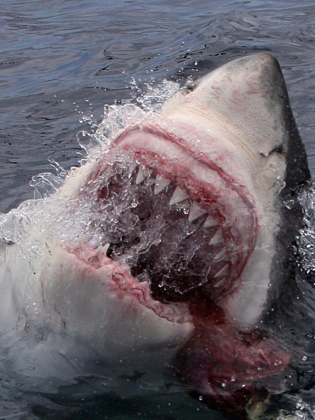 Shark nets apparently don’t keep swimmers safe from attacks.