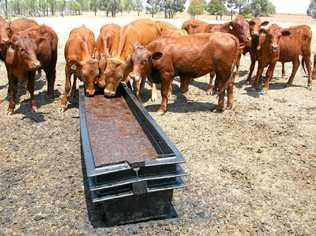 HAPPY CATTLE: Molasses arrives from overseas to assist drought-stricken farmers throughout Qld. Picture: Vanessa Jarret