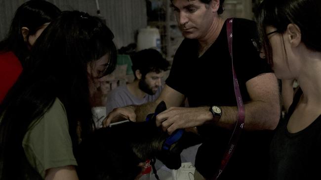 A dog rescued from the conflict zone is checked by an on-site vet at the shelter set up by Brothers and Sisters in Arms Animal War Room.