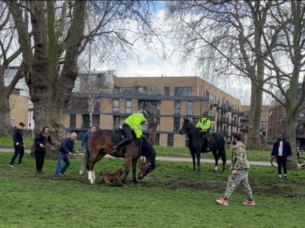 An out-of-control dog savaged two police horses in a five-minute park attack caught on video.