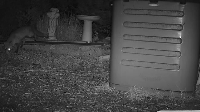 With its distinctive tail there’s no mistaking this critter.