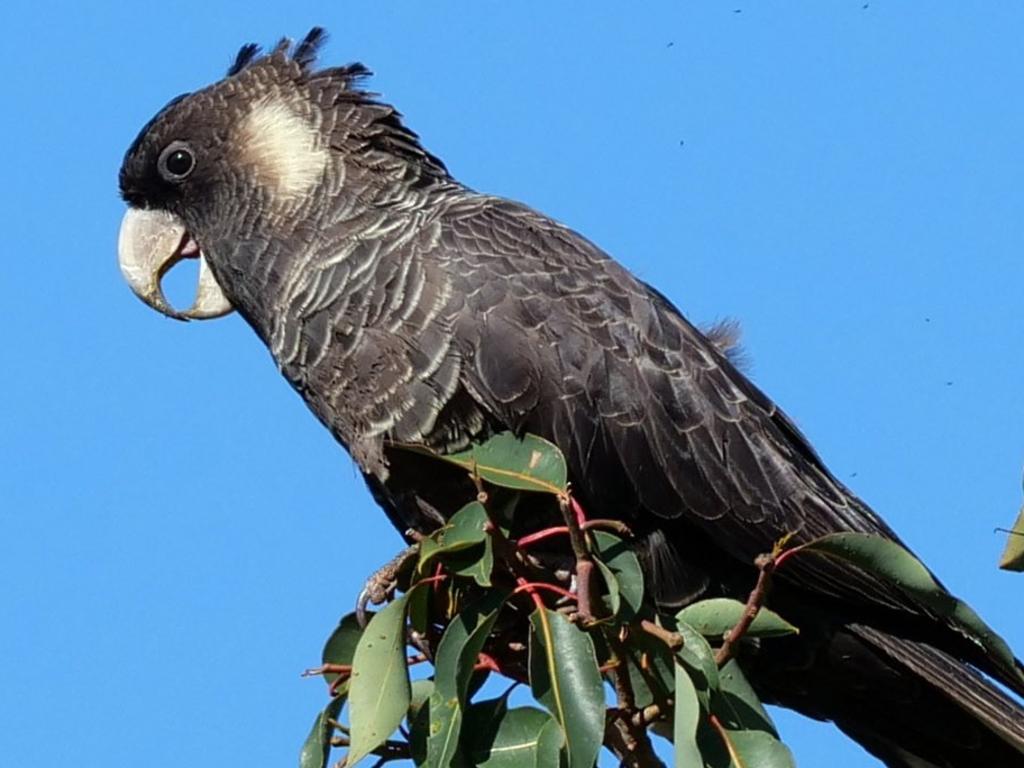 Baudin’s black cockatoo, Picture: WWF