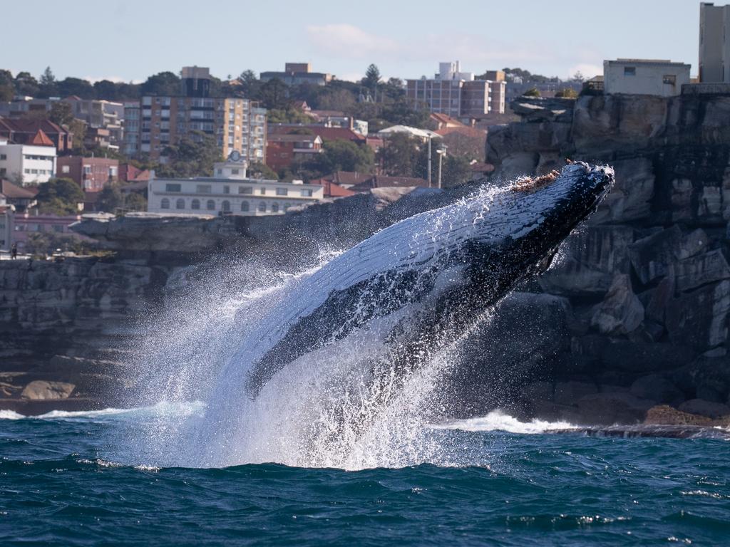 A breaching Humpback Whale captured off Bondi in Sydney. Picture: John Goodridge