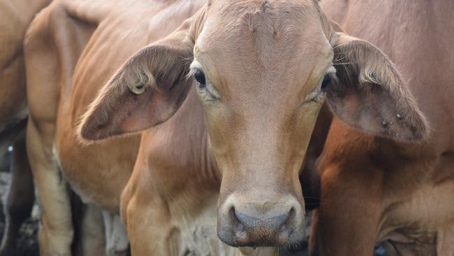 A farmer has been rushed to hospital after she was trampled by a cow on a private property near Gympie on Monday morning (photos is generic photo of a cow only). Photo: Zizi Averill