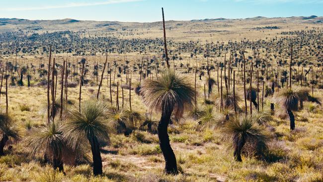 Xanthorrheoa survive in fire-prone habitat. Picture: Natalie McGuire