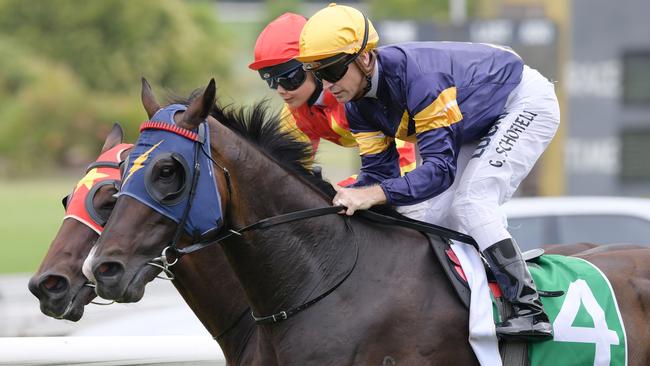 Loyalty Man has been consistent without winning this campaign. Will Saturday be the day he breaks through?