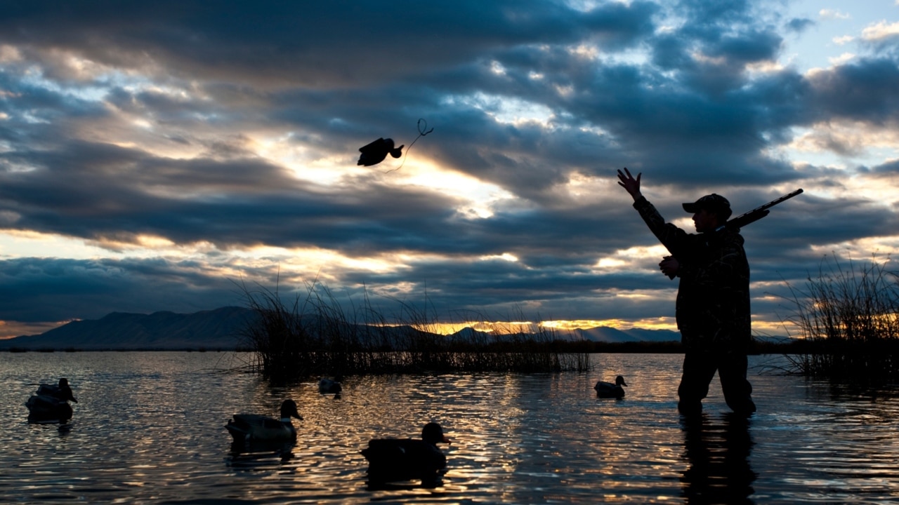 Duck hunting set to continue in Victoria