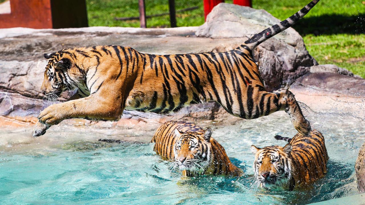 The theme park is moving away from handler and tiger interaction. Picture: Nigel Hallett