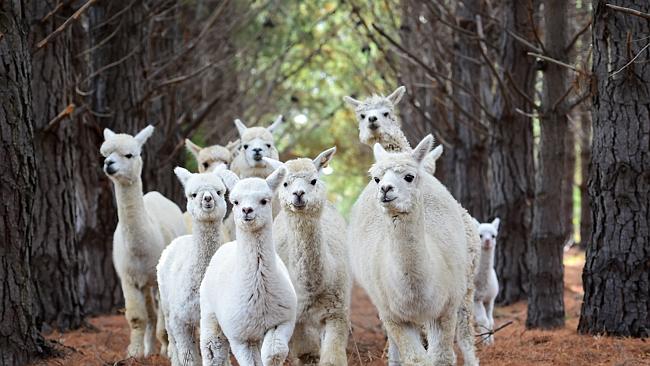 Sensuri Alpacas excited about the future of the Australian alpaca industry