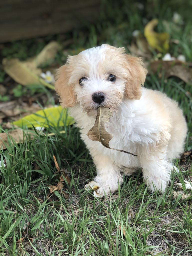 I saved you from the leaf! Picture: Liam