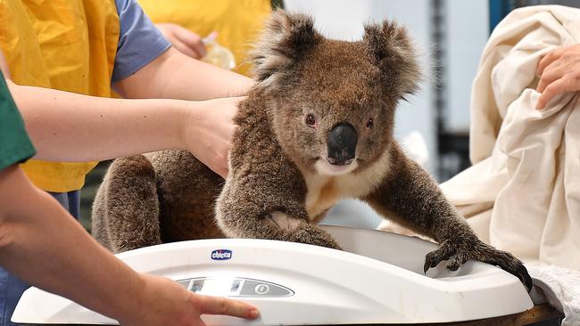 A male koala being weighed at the Adelaide Koala Rescue’s emergency set up at Paradise Primary School. Picture: Mark Brake/Getty Images