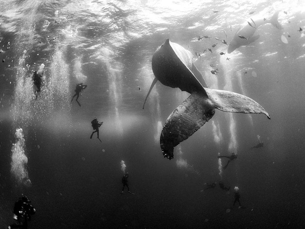 “Whale Whisperers” by photographer Anuar Patjane Floriuk which won second prize in the nature singles category shows divers observing and surrounding a humpback whale and her newborn calf whilst they swim around Roca Partida in the Revillagigedo Islands, Mexico, Jan. 28, 2015.(Anuar Patjane Floriuk, World Press Photo via AP)