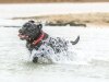 BACK BABY: Dog returns to the water after croc attack