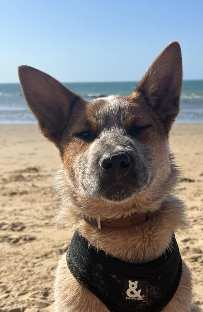 Captain Silver: Kelly Bowtell's 9 month old Red Cattle Dog