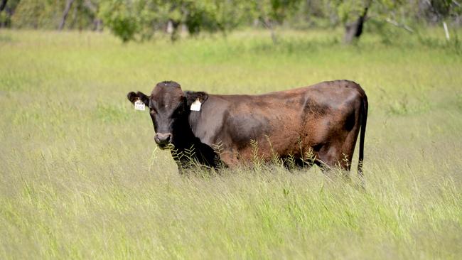 The Hamilton Park Wagyu operation is run across six properties in three districts of western Queensland.