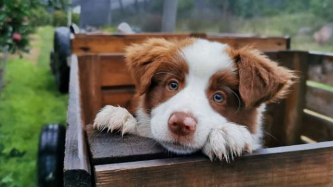 Sadie, border collie