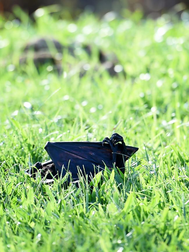 Flying foxes unable to cope with the recent heatwave in Townsville.