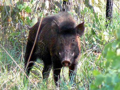 Feral pigs on Mt Archer are the Council's priority