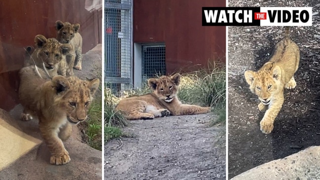 Taronga lion cubs