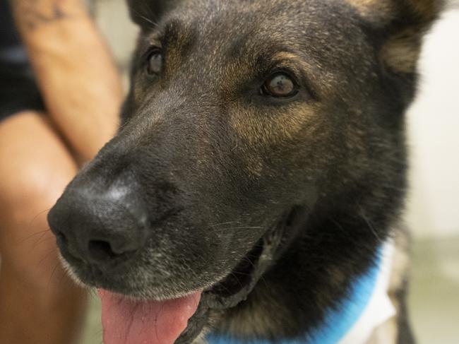 Jail time for stabbing police dog