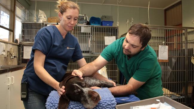 Blood bank set up in Brownlow Hill to save pooches’ lives | Daily Telegraph