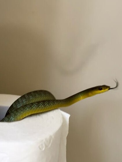 A snake found in a toilet roll at a home in Pacific Pines. Picture: Hudson Snake Catching.