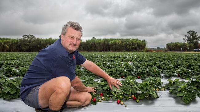 Rolin Farms owner Rob Trost at Elimbah. Photo: Dominika Lis.