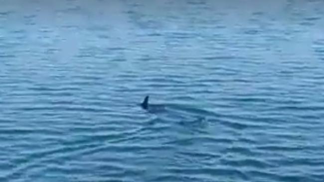 Hammerhead shark filmed at Mannering Park in Lake Macquarie | news.com ...