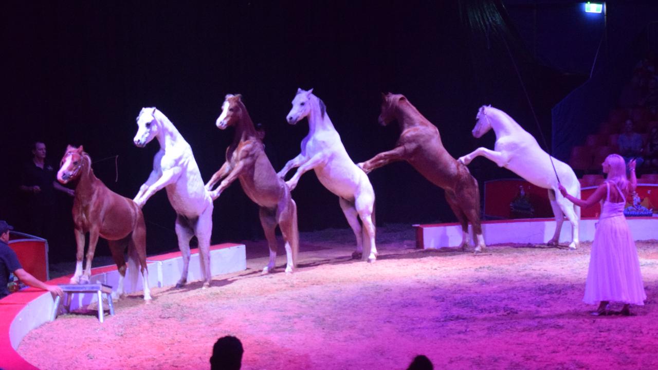 2018: The welsh ponies perform at Hudson Circus in 2018.