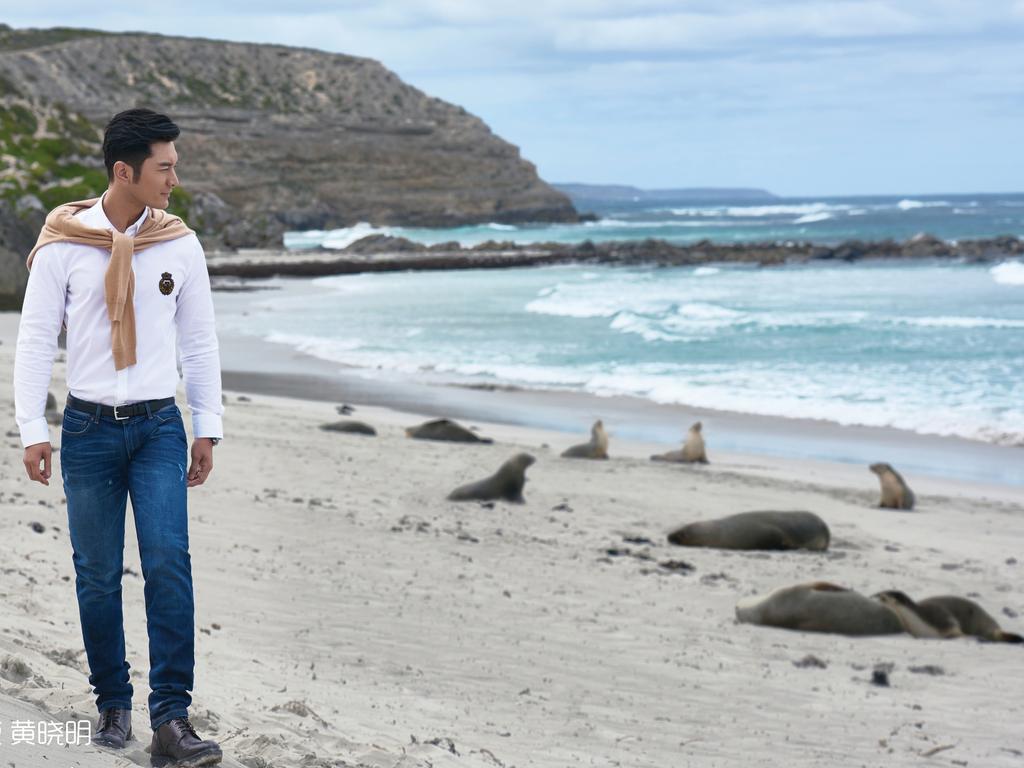 Huang Xiaoming walks alongside sea lions on Kangaroo Island. Picture: South Australian Tourism Commission