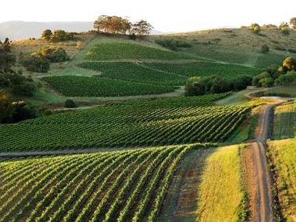 Despite its rich history – it’s often the forgotten vineyard in the Hunter Valley.