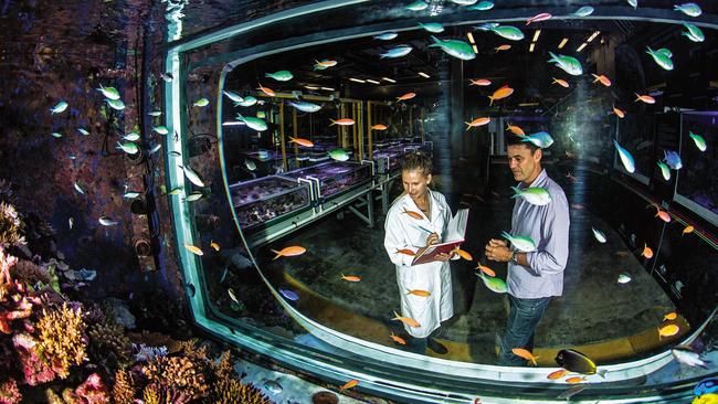 AIMS scientists working in the SeaSim lab.