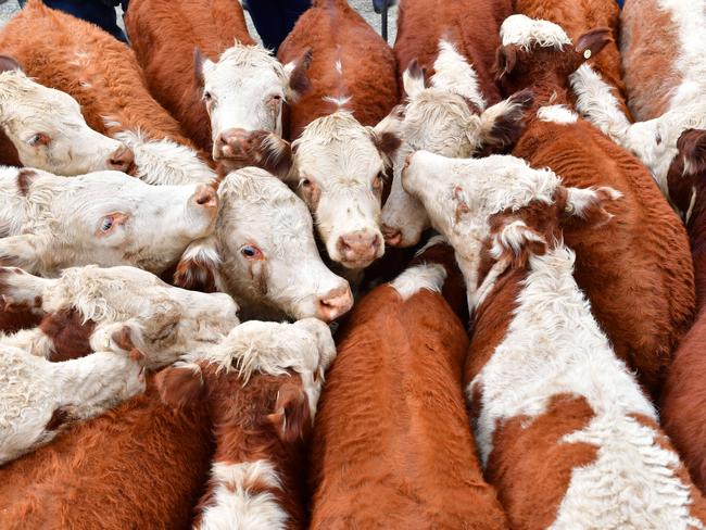 NEWS: High Country Weaner sales 2023Ensay sale TuesdayPICTURED: Ensay sale Generic Hereford cattle. Saleyard cattle. PICTURE: ZOE PHILLIPS