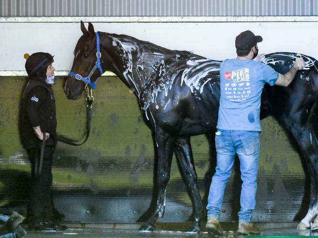 Spanish Mission enjoys a shampoo following trackwork at Werribee Racecourse on October 22, 2021 in Werribee, Australia. (Brett Holburt/Racing Photos via Getty Images)